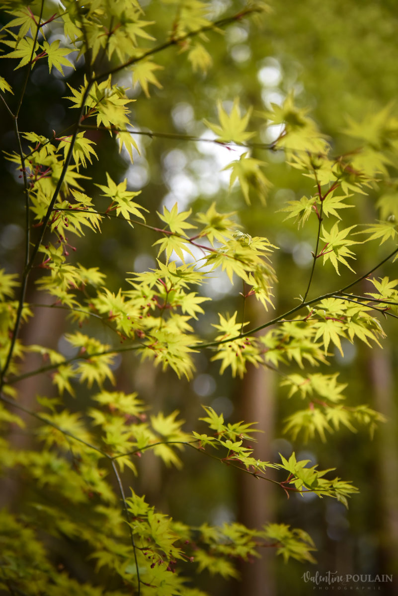 Feuilles japon - Valentine Poulain